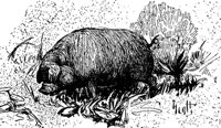 swiss3_17225_md.gif