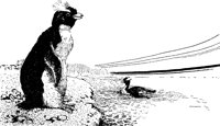 swiss4_17226_lg.gif