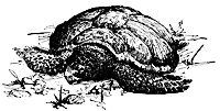 swiss6_17228_sm.gif