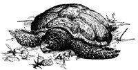 swiss6_17228_md.gif