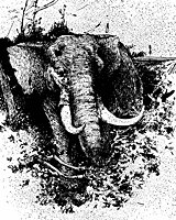 elephant_17341_sm.gif