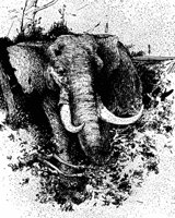 elephant_17341_md.gif