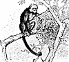 monkey_17342_th.gif