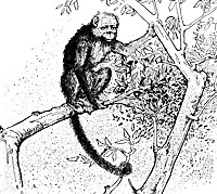 monkey_17342_sm.gif