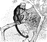 monkey_17342_md.gif