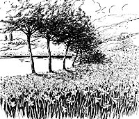 daffodils_17351_sm.gif