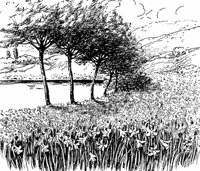 daffodils_17351_md.gif