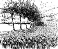 daffodils_17351_lg.gif