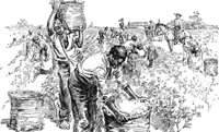 cotton_plant_17575_md.gif
