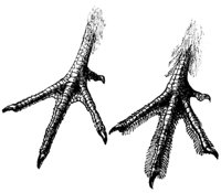 grouse_feet_17621_md.gif