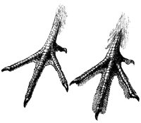 grouse_feet_17621_lg.gif