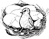 chick_17661_th.gif