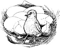 chick_17661_sm.gif