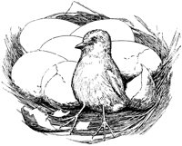 chick_17661_lg.gif