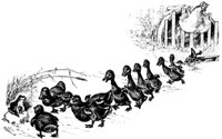 ducklings_17726_md.gif