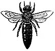 bee1_17758_th.gif