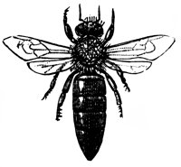 bee1_17758_lg.gif