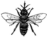 bee2_17759_md.gif