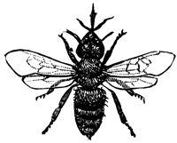 bee2_17759_lg.gif