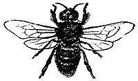 bee3_17760_sm.gif