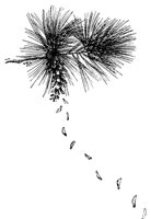 cone_17767_md.gif