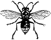 hornet_17774_th.gif