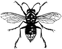 hornet_17774_sm.gif