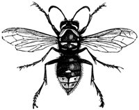 hornet_17774_md.gif