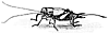 cricket_17776_th.gif