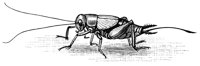 cricket_17776_lg.gif