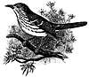 bird_17808_th.gif