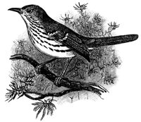 bird_17808_lg.gif