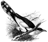 bird2_17809_md.gif