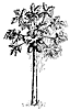 papaya_17811_th.gif