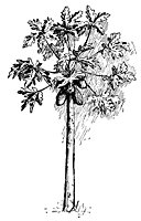 papaya_17811_sm.gif