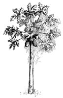 papaya_17811_md.gif