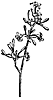 papaya_17812_th.gif