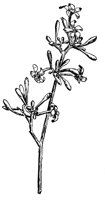 papaya_17812_lg.gif