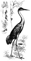 crane_17847_lg.gif