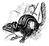 chipmunk_17859_th.gif