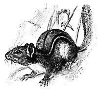 chipmunk_17859_sm.gif