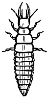 larva_17861_sm.gif