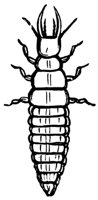 larva_17861_md.gif