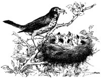 birds_17871_md.gif