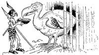 dodo_17891_lg.gif