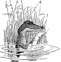 crocodile_17974_sm.gif