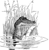 crocodile_17974_md.gif