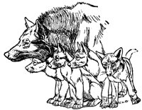 mowgli2_20929_lg.gif