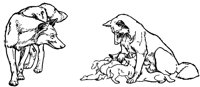 mowgli6_20934_lg.gif