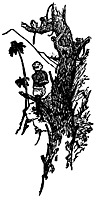 overland2_20963_sm.gif